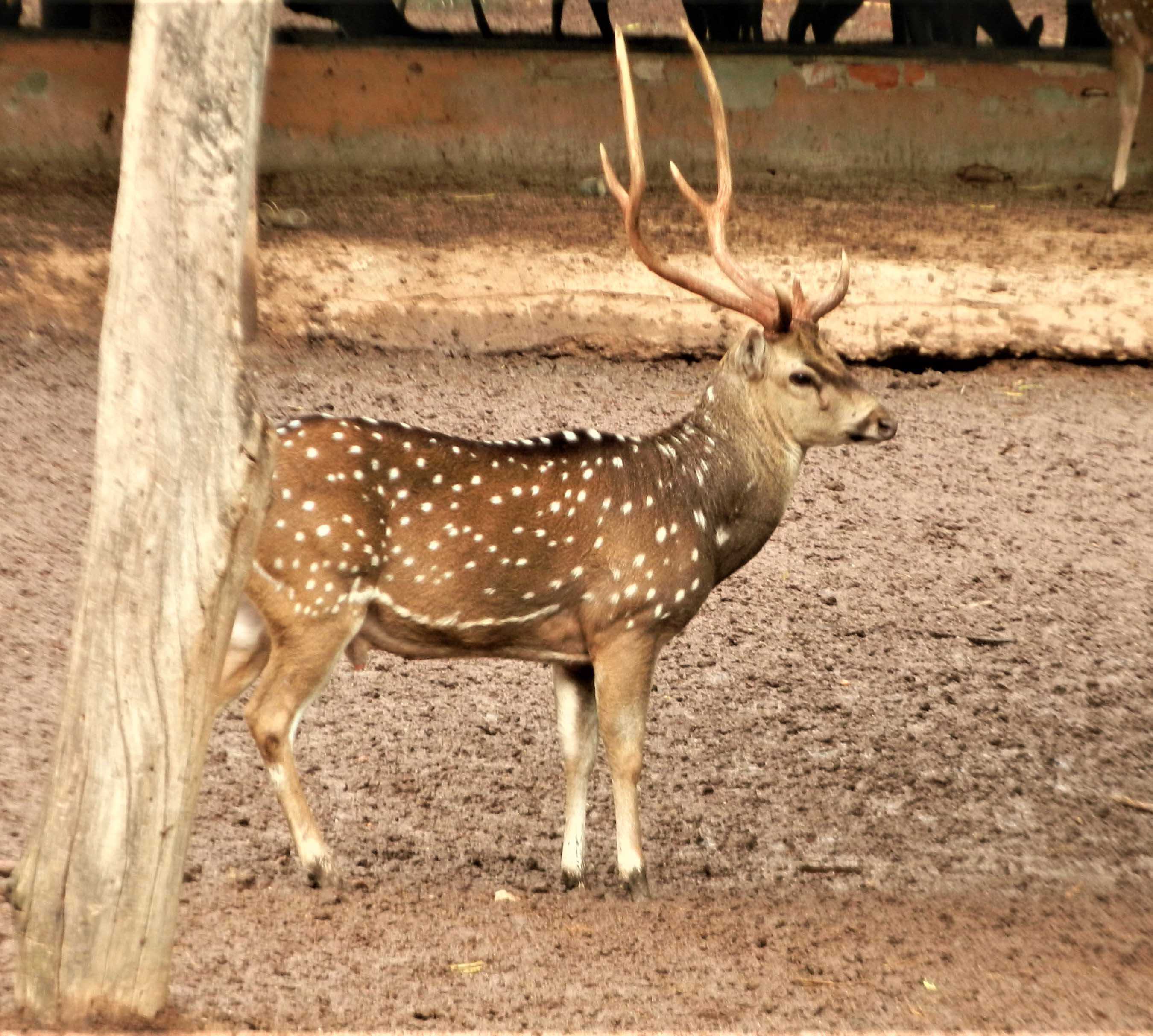 Spotted Deer